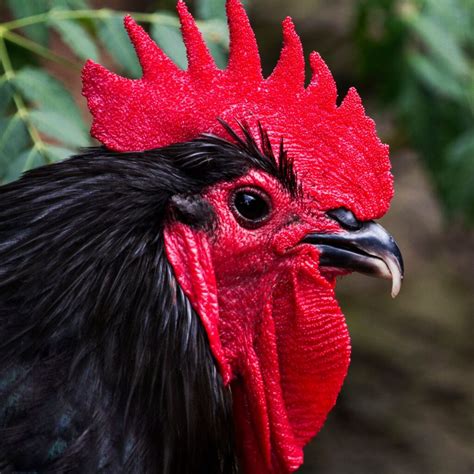 what is black rooster