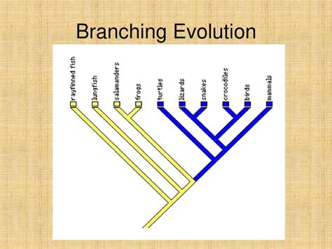 what is branching evolution