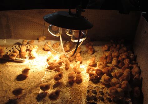 What Is Brooder Defined As