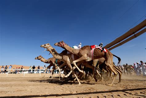 what is camel racing