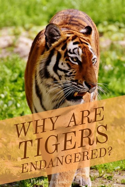 what is causing tigers to be endangered