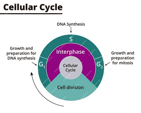 What Is Cell Cycle With Diagram