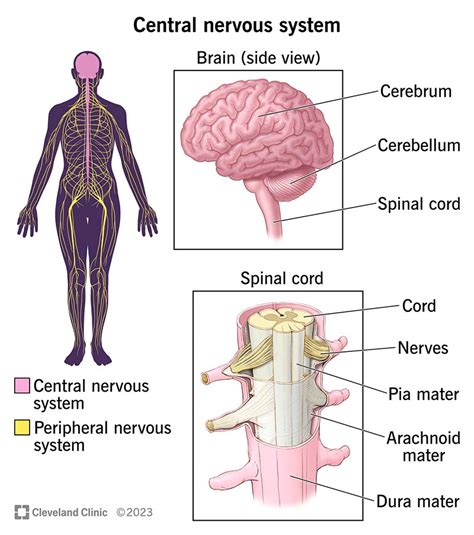what is central nervous system and its function