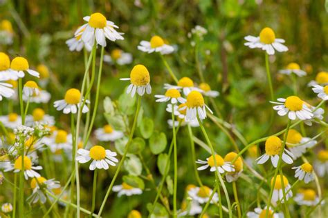 what is chamomile