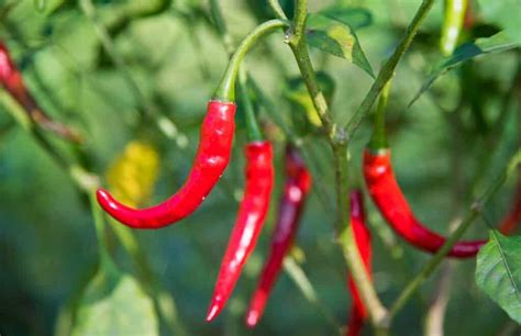 what is chiles de arbol