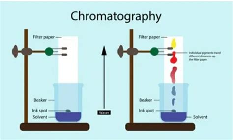 what is chromatography used for in forensic science