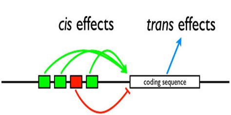 what is cis effect