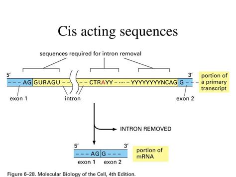 what is cis short for name