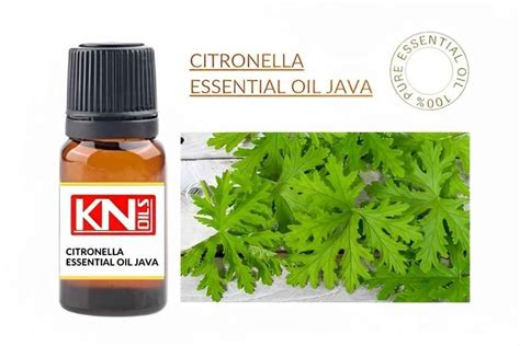 What Is Citronella Java