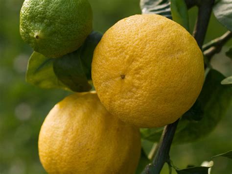 what is citrus bergamot fruit