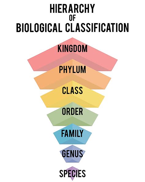 what is class in biological classification