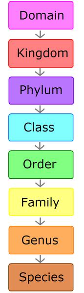 what is classification in science class 9