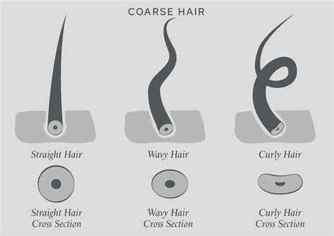  79 Popular What Is Coarse Hair Structure Trend This Years