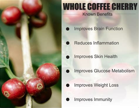 What Is Coffee Cherry Extract