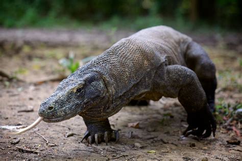 what is comodo dragon