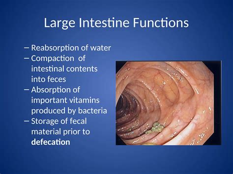 What Is Compaction In Digestive System