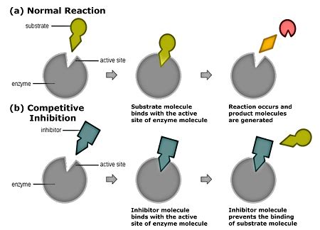 what is competitive inhibition and how does it work