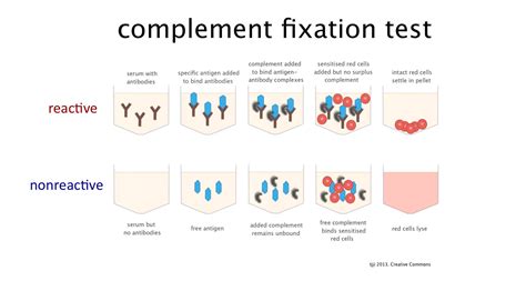 what is complement in complement fixation test