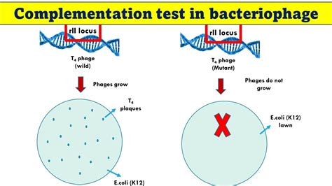 what is complementation in bacteria