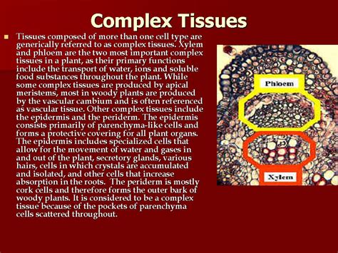 what is complex tissue