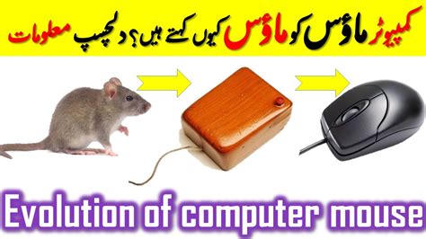 what is computer mouse called in urdu