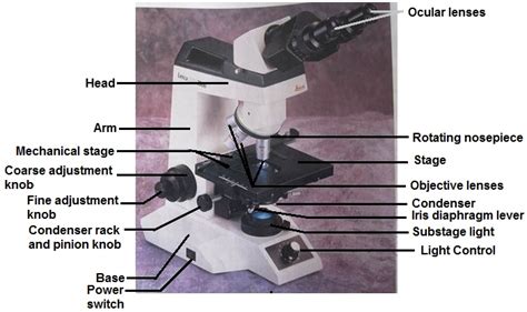 What Is Condenser In Compound Microscope