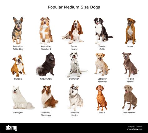 what is considered a medium dog