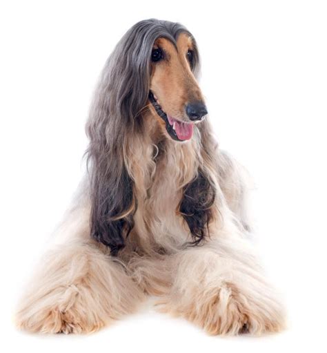 This What Is Considered Long Hair For Dogs For New Style