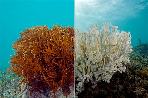 What Is Coral Bleaching An Example Of