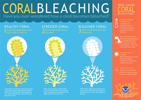 What Is Coral Bleaching And Why Is It A Problem