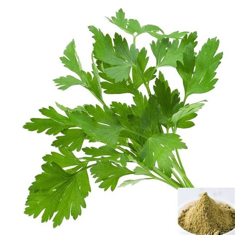 What Is Coriander Leaf Called In Igbo Language
