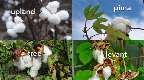 what is cotton used for
