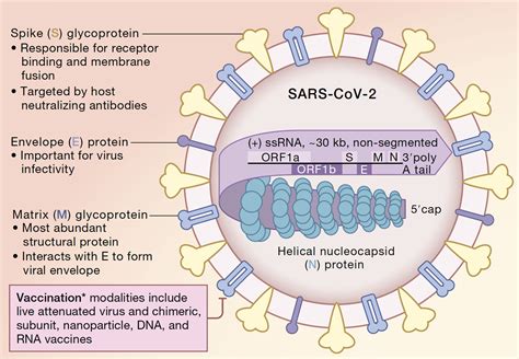 what is covid rna
