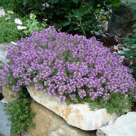 what is creeping thyme