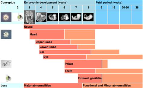 what is critical period in growth and development