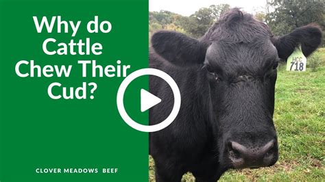 What Is Cud And Why Do Cows Chew It