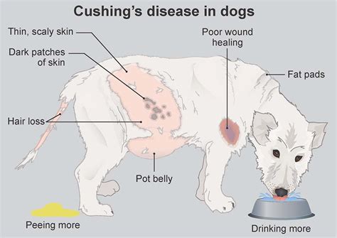 What Is Cushing In A Dog