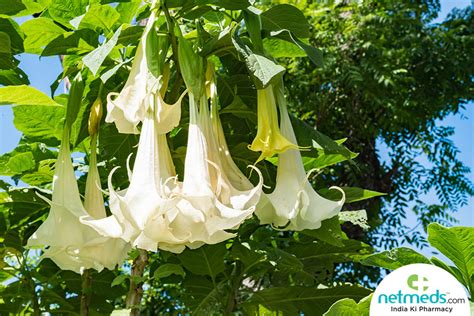 what is datura drug