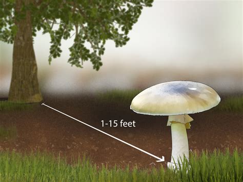what is death cap mushroom
