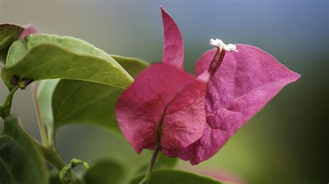 What Is Delicate Grace