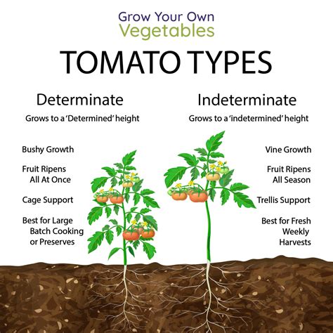 What Is Determinate Vs Indeterminate Tomatoes