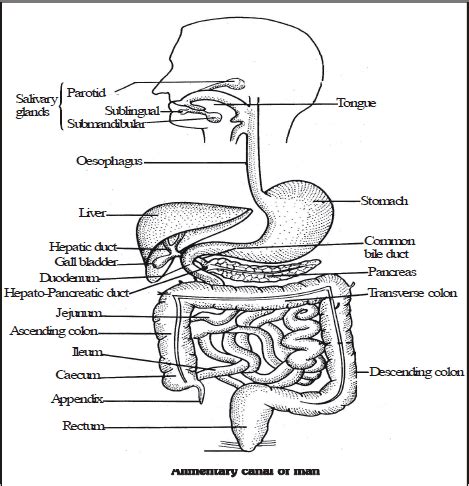 what is digestive system explain with diagram class 10