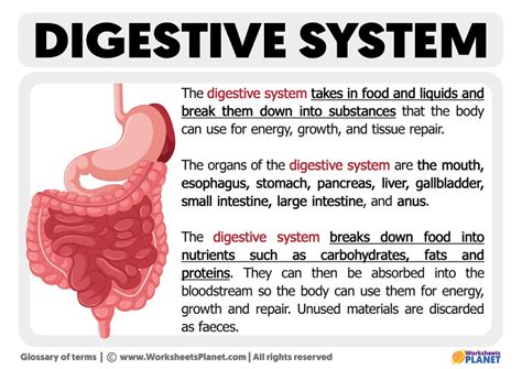 what is digestive system in short class 7
