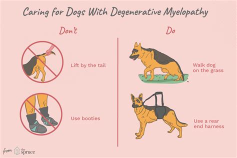 what is dm in dogs