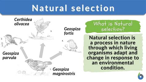 What Is Does Natural Selection Mean