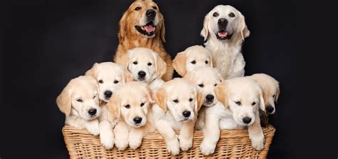 what is dog breeding an example of