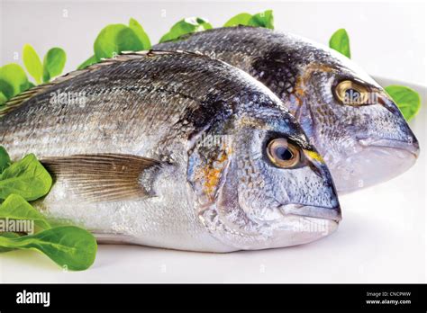 what is dorada fish like