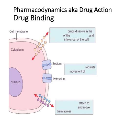 What Is Drug Binding