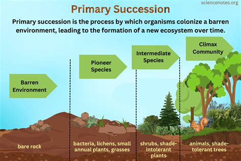 what is ecological succession easy