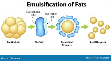 What Is Emulsification In Lipids